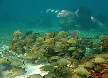 School of coral reef fish underwater