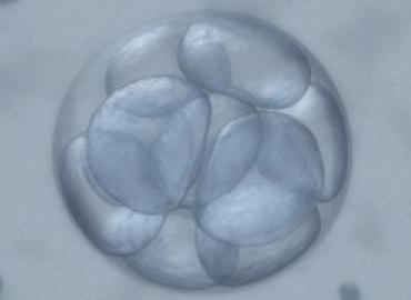 A fruit fly embryo