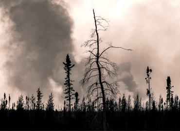 A smoke filled sky behind a forest.