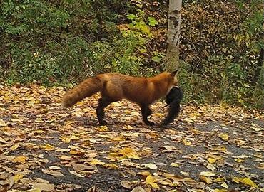 A fox in the forest with an animal in its mouth