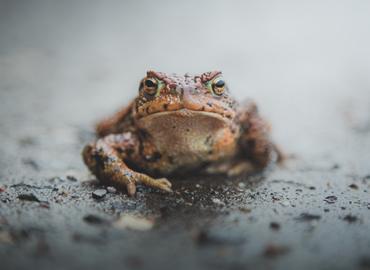 A brown frog sitting on a road.