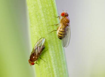 Two fruit flies on a plant