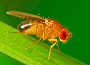 A fruit fly on a leaf.