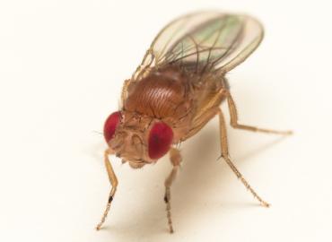 Fruit fly 