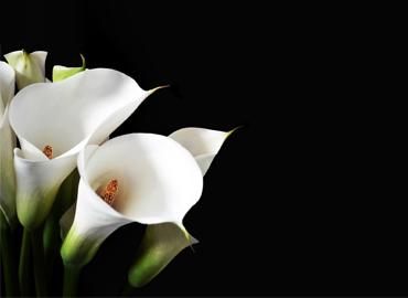 calla lilly on black background
