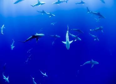 sharks swimming underwater