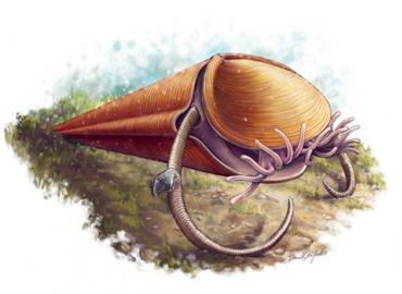 This illustration shows the hyolith Haplophrentis extending the tentacles of its feeding organ (lophophore) from between its shells. 