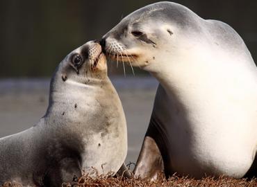 Two sea lions kissing