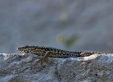 A lizard on a rock.