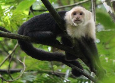 A white-faced capuchin monkey.