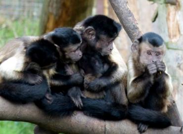 Three little monkeys sitting on a branch.