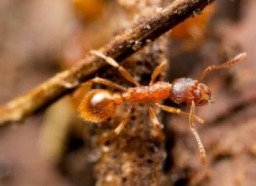 European fire ant on a stick