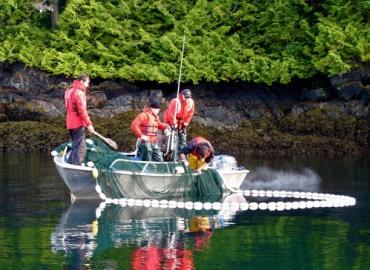 Boat on water pulling up a purse seine net containing juvenile salmon.