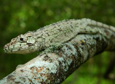 Anolis landestoyi, perched and camouflaged on branch.