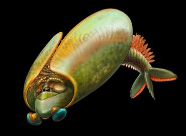 An Odaraia with green, yellow and red body parts.