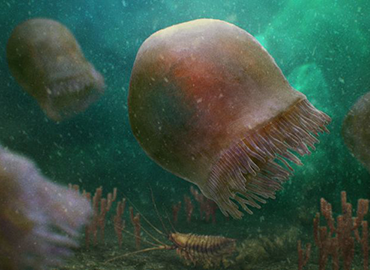 An artistic reconstruction shows a group of Burgessomedusa phasmiformis swimming