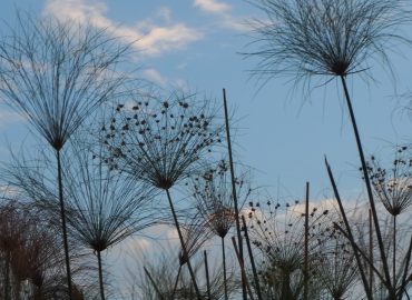 plants in a field