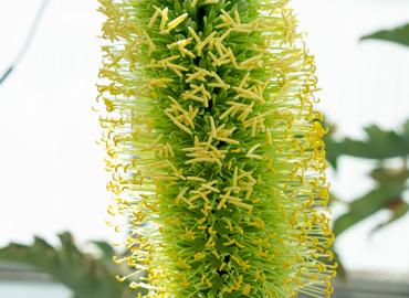 a close up of big green flower