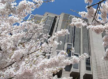 Cherry blossom tree in front of Robarts Library