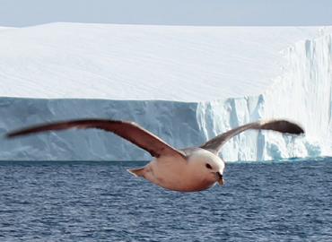 An arctic seabird in flight.