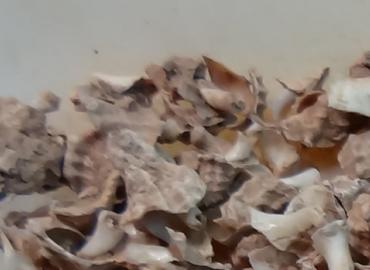 pile of snail shells