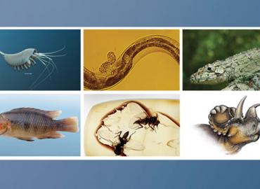 Photos of the six creatures discovered by A&amp;amp;S researchers