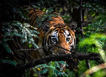 A tiger hiding in bushes
