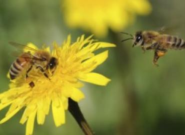 two bees, one on a flower, the other hovering nearby