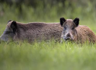 Wild boars in a grassy clearing