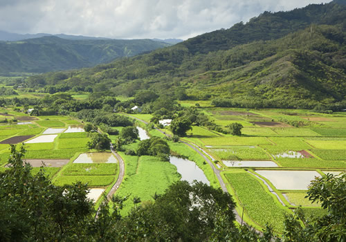 Aerial view of a taro farm against a lush mountainous backdrop. 