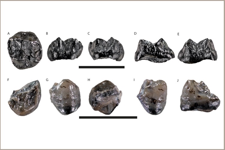  Teeth of Buronius manfredschmidi found in the Hammerschmiede. Upper row: second upper molar. Bottom row: second lower premolar (from different angles). Scale bar corresponds to 10 mm. 