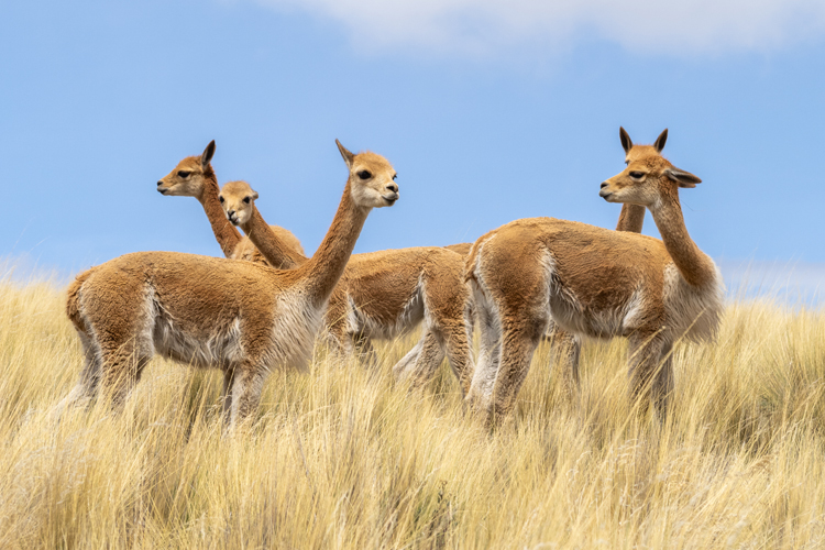 A group of alpacas stand in a field.