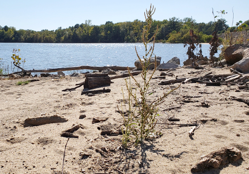 Waterhemp growing on a beach