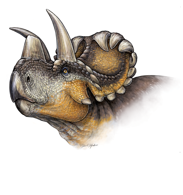 The head of Wendiceratops, a three-horned dinosaur that is a member of the Triceratops family