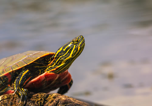 western painted turtle on a log in a lake