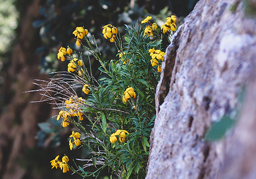 Yellow wildflowers.